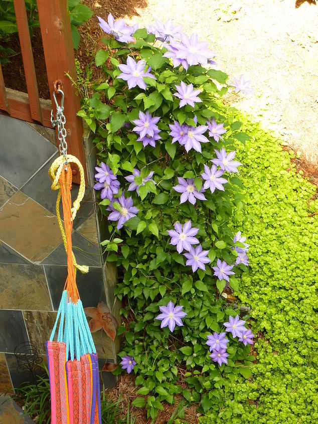 love spring makes laying out in the hammock beautiful, decks, gardening, outdoor living, Purple Clematis On April 10th