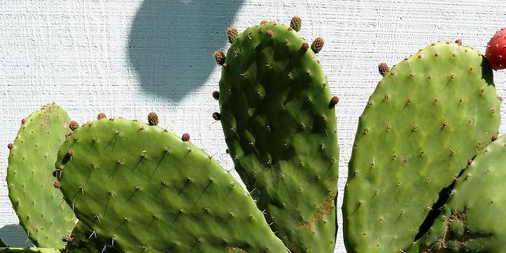 ants on my prickly pear, My Prickly Pear is ready to bloom again