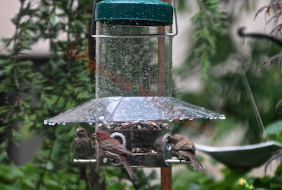 rain or shine bird feeders to perch or not may be the question, container gardening, gardening, outdoor living, pets animals, urban living, Two may be company BUT three is NOT a crowd when finches nosh at CB Feeder in the rain Referred to as Photo Twenty One in post