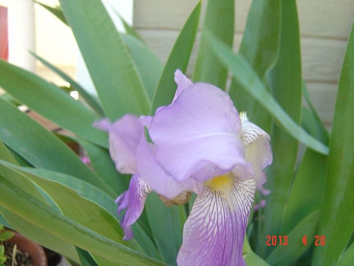 oxalis y pensamientos floreciendo en la primavera en el oeste de texas, Iris de lavanda