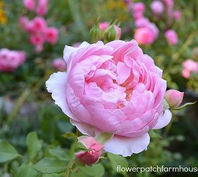 my august roses, gardening, Anne Boleyn
