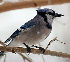don t forget the birds tips for feeding birds in winter, outdoor living, pets animals, Try adding a suet feeder to your collection Blue jays and woodpeckers especially love the extra protein