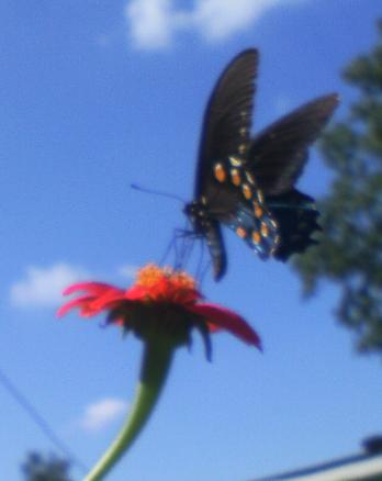 i am so not looking forward to winter i love all the butterflies we h, gardening, pets animals, Pipe vine Swallowtail