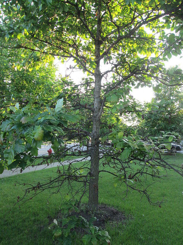 q what is wrong with our oak tree, gardening, landscape