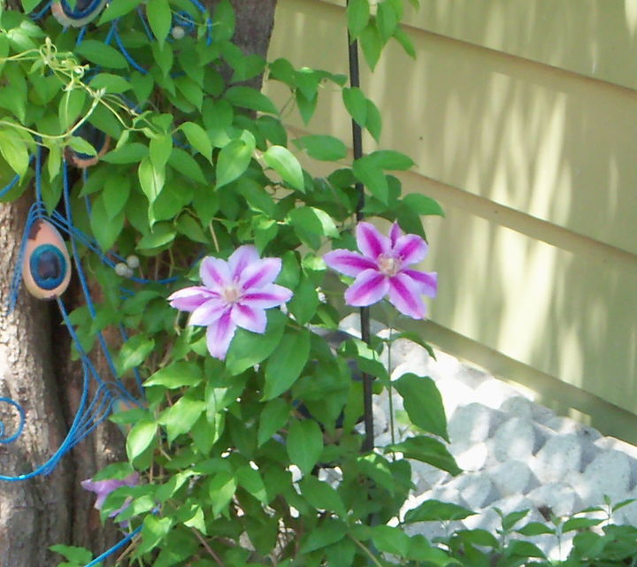 pretty in purple, flowers, gardening, clematis