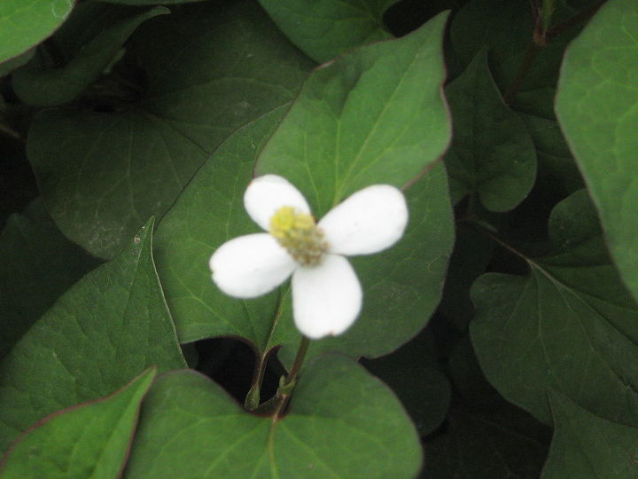 help is this a weed or flower, flowers, gardening