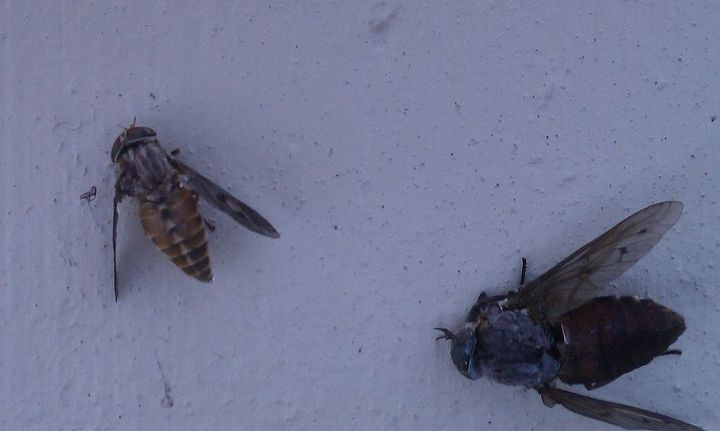 deer fly large one is 1 2 the size of my thumb, Smaller Deer Fly killed minutes after the larger one