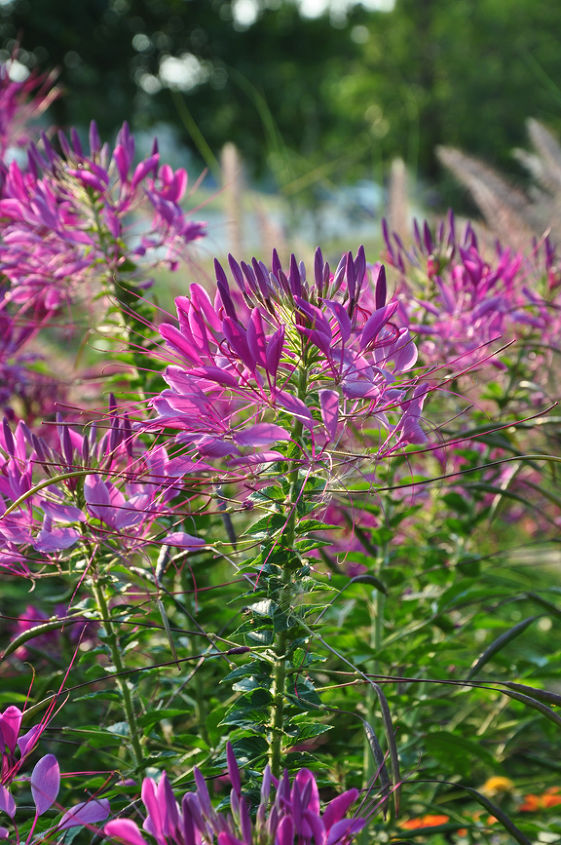 great color for the late summer garden, flowers, gardening, Spider Flower Cleome Annual