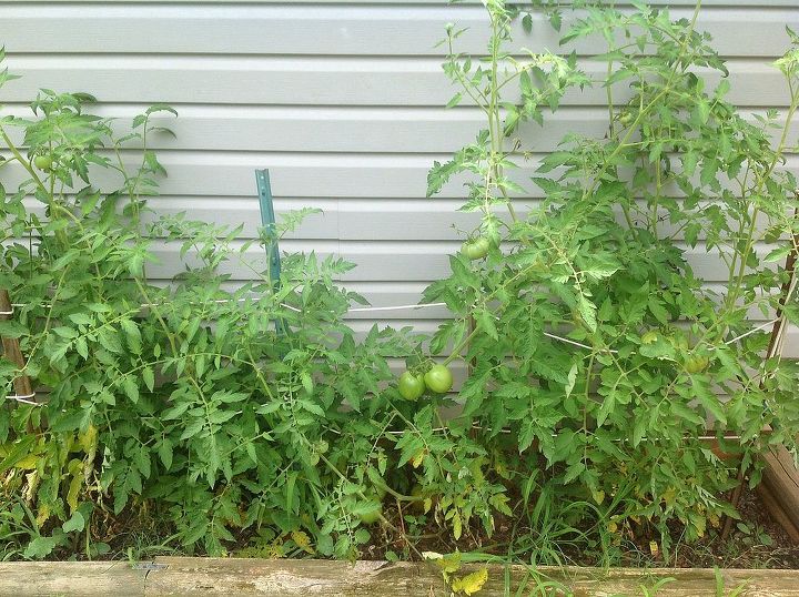 meu jardim na edio de 2013, Os MyTomatoes tamb m est o indo bem Tenho os plantados em v rias zonas 7 de julho de 2013