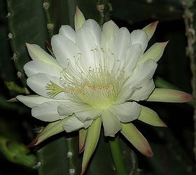this is a night blooming cactus in my back yard the fence behind it is six feet tall, flowers, gardening, a close up of the flower
