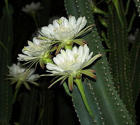 this is a night blooming cactus in my back yard the fence behind it is six feet tall, flowers, gardening, some more of them