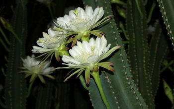 this is a night blooming cactus in my back yard, the fence behind it is six feet tall
