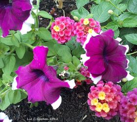 my garden late spring early summer blooms pt 1, container gardening, flowers, gardening, perennial