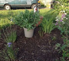 more garden and an extra sitting space to rest my bones, flowers, gardening, hydrangea, New Garden Area