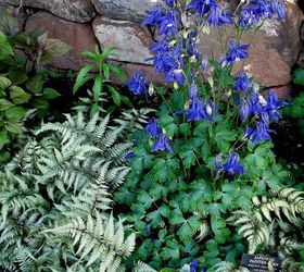 may garden historic goodstay gardens, gardening, Columbine painted fern by a rock wall