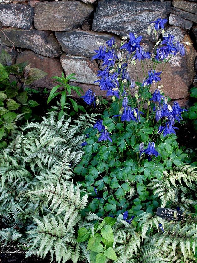may garden historic goodstay gardens, gardening, Columbine painted fern by a rock wall