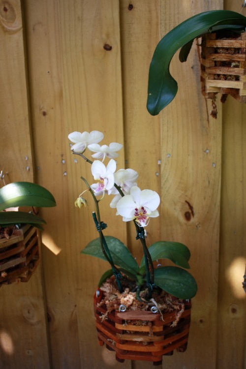hanging orchid garden, gardening