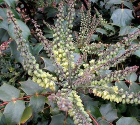 late winter bloomers, gardening, Mahonia for late winter blooms and berries that birds adore