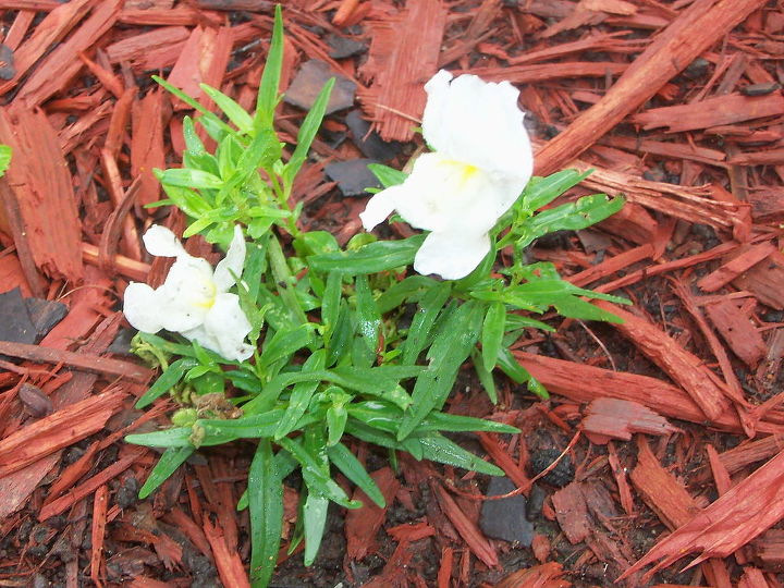 white in the garden, flowers, gardening, hydrangea, white snapdragons still hanging on