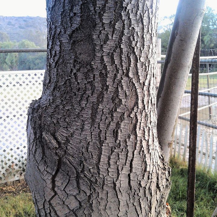 can anyone identify this deciduous tree, flowers, gardening, Close up of trunk of tree