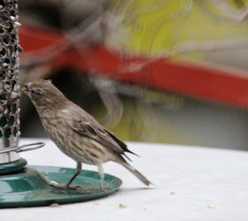 part 4 back story of tllg s rain or shine feeders, outdoor living, pets animals, A lone female and shy house finch preferred to nosh when she was not under the scrutiny of the Jack Image featured in a post on Blogger
