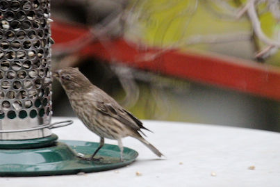 part 4 back story of tllg s rain or shine feeders, outdoor living, pets animals, A lone female and shy house finch preferred to nosh when she was not under the scrutiny of the Jack Image featured in a post on Blogger