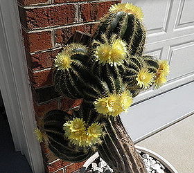q propogating a cactus, gardening