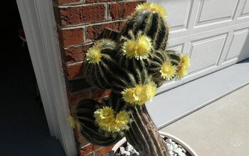 Propagación de un cactus