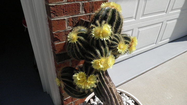 propagacin de un cactus