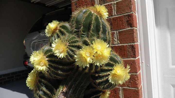 propagacin de un cactus