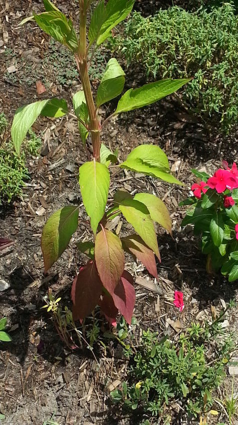 please help me identify these plants if you can, gardening