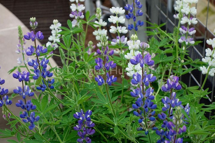 horticultural hocus pocus at longwood gardens, flowers, gardening, Lupines