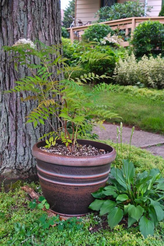contineres para julho, Um novo vaso de Sorbaria sorbifolia a falsa Spirea em nosso plantio de cal ada