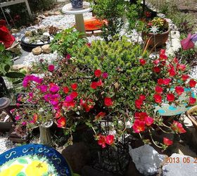 great backyard, gardening, outdoor living, plate of suculents