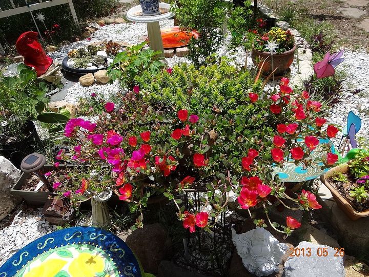 great backyard, gardening, outdoor living, plate of suculents