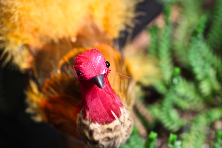 thanksgiving decor using a cast of characters part three, crafts, seasonal holiday decor, thanksgiving decorations, Ruffled Feathers visits my succulent garden which is a stopping place for an array of characters