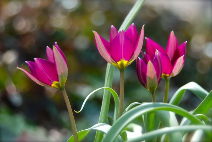 tulips for april in pennsylvania, gardening, Tulip Persian Pearl in our garden this week