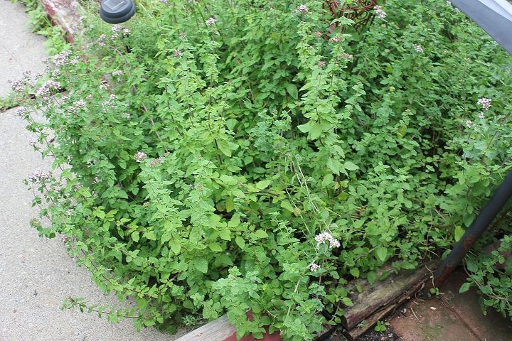 i should name this post don t let this happen to your herbs, flowers, gardening, Way overgrown oregano It became a twisted mess of vines trying to reach the sunlight