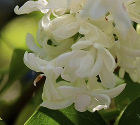 mid may in my garden, flowers, gardening, We have mostly white lilacs in our garden They are quite fragrant right now