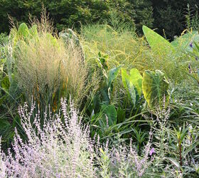 plant of the day a selection of a native grass called panicum virgatum northwind, gardening, landscape, Panicum Northwind Colocasia and Perovskia