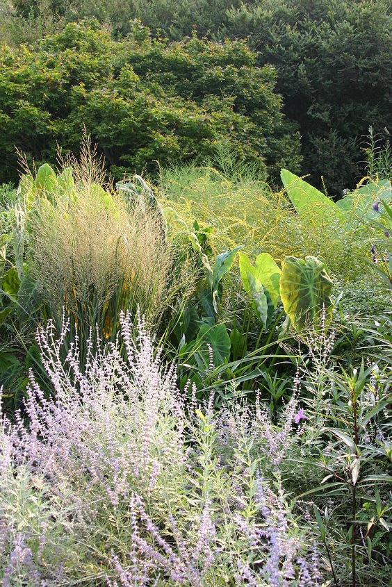 plant of the day a selection of a native grass called panicum virgatum northwind, gardening, landscape, Panicum Northwind Colocasia and Perovskia