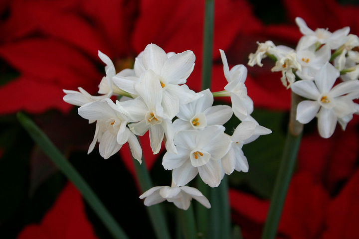 thinking about growing fragrant paperwhite narcissus indoors this winter you can, container gardening, gardening