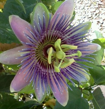 passion flower vine beautiful flowering vine also used medicinally and as a, flowers, gardening, Passion Flower