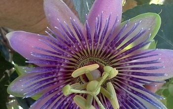Passion Flower vine. Beautiful flowering vine also used medicinally, and as a butterfly & larvae feeder plant.