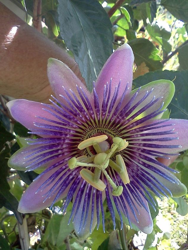 passion flower vine beautiful flowering vine also used medicinally and as a, flowers, gardening, Passion Flower Passiflora incarnata Common name Maypops