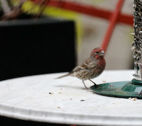 part 4 back story of tllg s rain or shine feeders, outdoor living, pets animals, Male Finches like their female comrade preferred to nosh when she was not under the scrutiny of the Jack Image featured in a post on Blogger