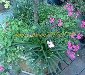pot rambling, container gardening, flowers, gardening, hydrangea, perennials, Shade under planting for a tree form Hydrangea