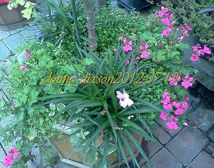 pot rambling, container gardening, flowers, gardening, hydrangea, perennials, Shade under planting for a tree form Hydrangea