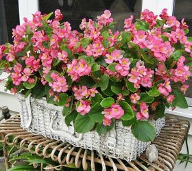 making the most of a small patio, flowers, gardening, hydrangea, outdoor living, repurposing upcycling, My shabby picnic basket planter my begonias love it Tutorial on my blog