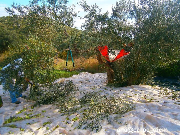 olives harvest time, gardening, While the olive tree is being gathered at the sam time some old branches are being cut off